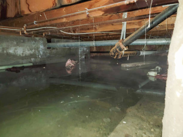 Best Ceiling water damage repair  in Waverly, NY